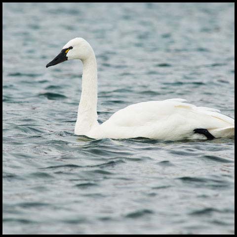Tundra Swan