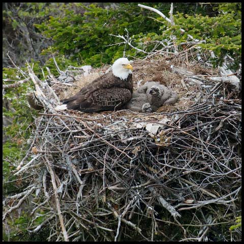 Bald Eagle