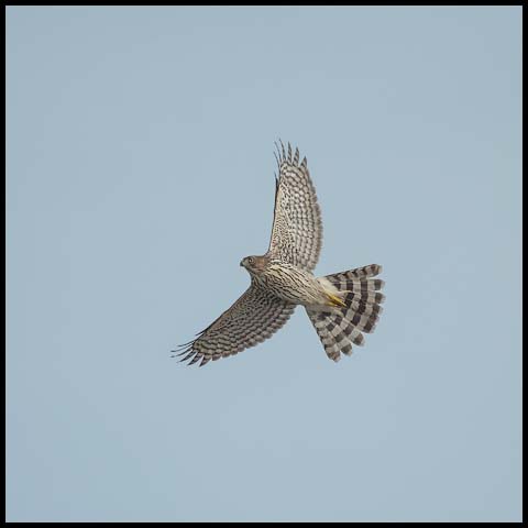 Cooper's Hawk