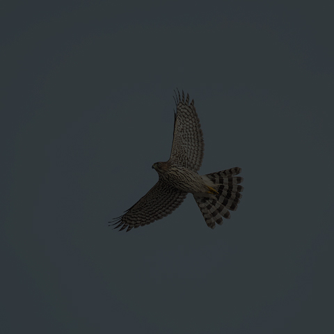 Cooper's Hawk