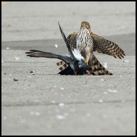 Cooper's Hawk