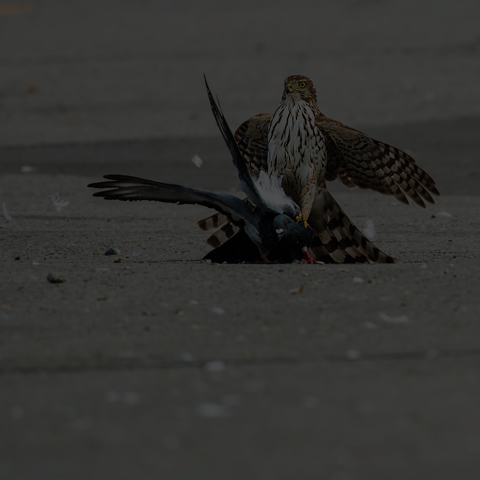 Cooper's Hawk