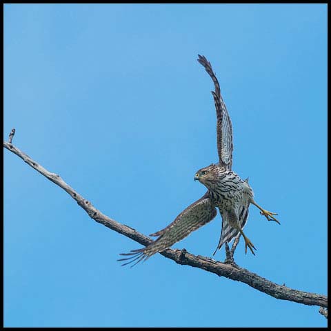 Cooper's Hawk