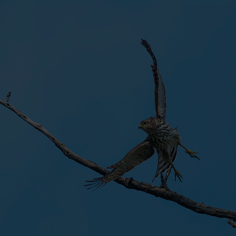 Cooper's Hawk