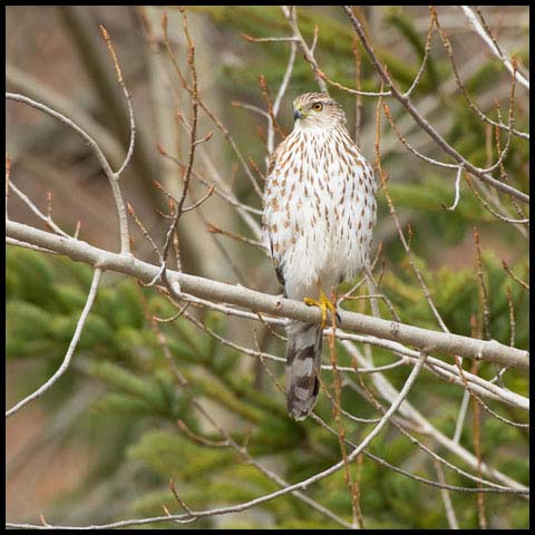 Cooper's Hawk