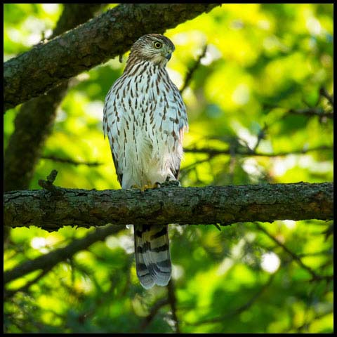 Cooper's Hawk