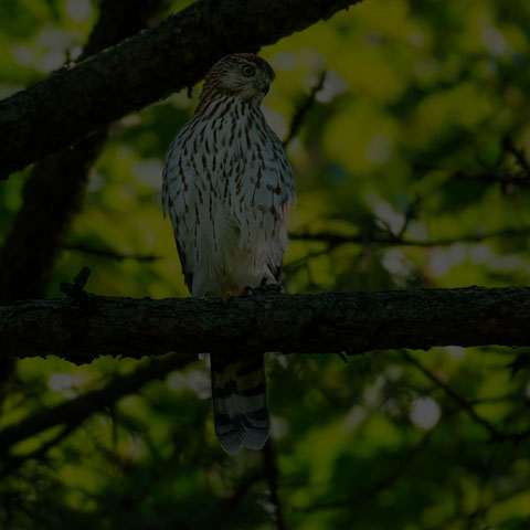 Cooper's Hawk