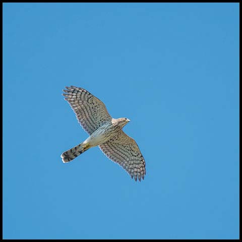 Cooper's Hawk