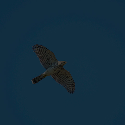 Cooper's Hawk