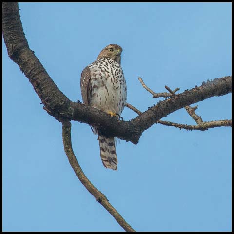 Cooper's Hawk