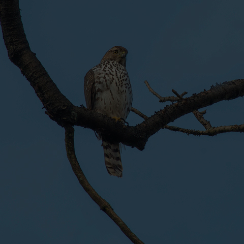 Cooper's Hawk