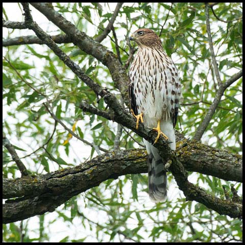 Cooper's Hawk