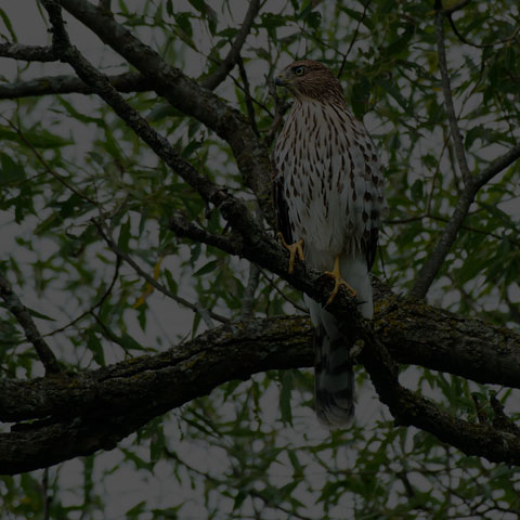Cooper's Hawk