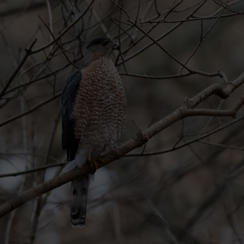 Cooper's Hawk