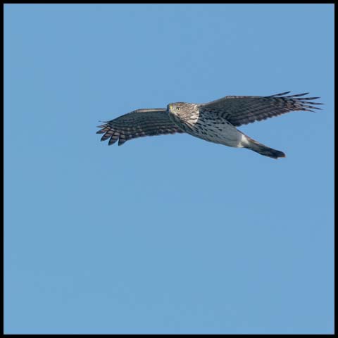 Cooper's Hawk
