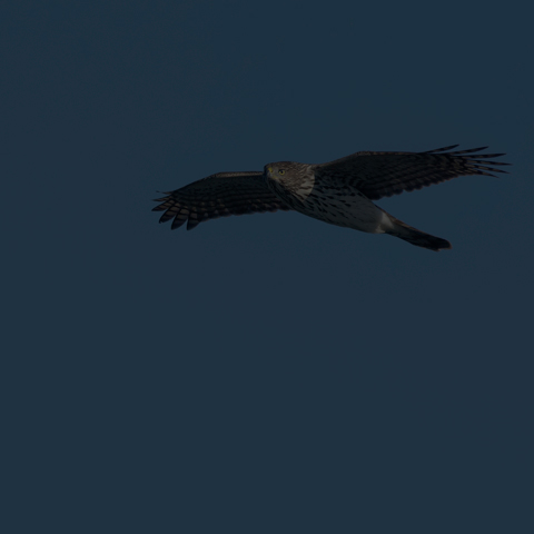 Cooper's Hawk