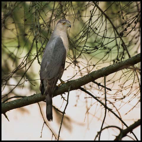 Cooper's Hawk