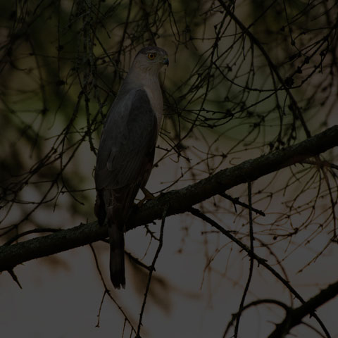 Cooper's Hawk
