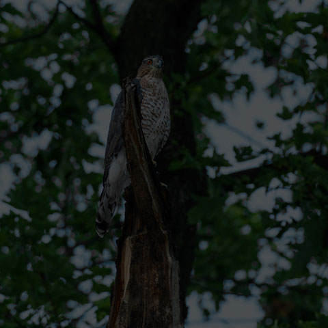 Cooper's Hawk