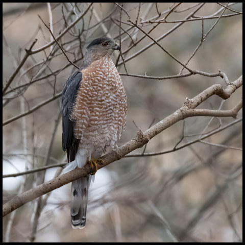 Cooper's Hawk
