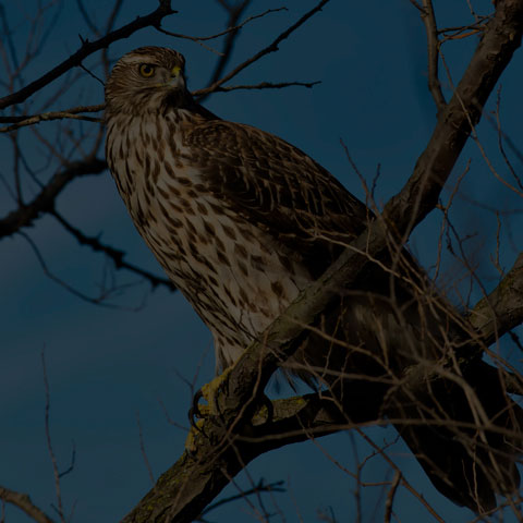 Northern Goshawk