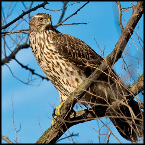 Northern Goshawk