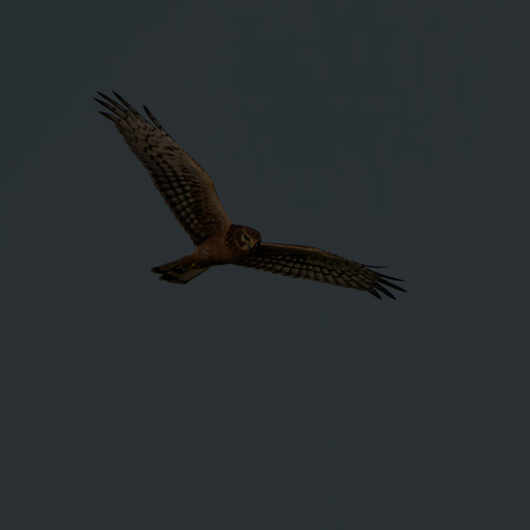 Northern Harrier