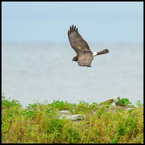 Northern Harrier