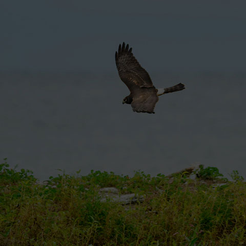 Northern Harrier