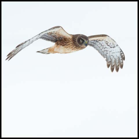Northern Harrier