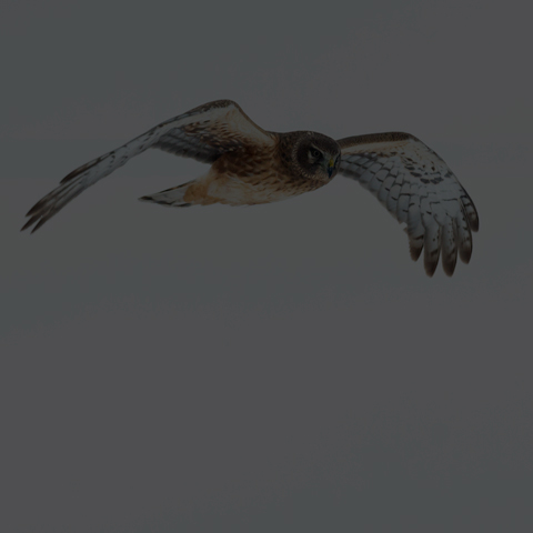 Northern Harrier