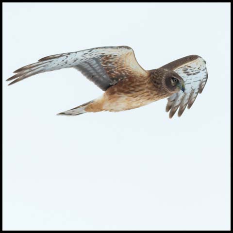 Northern Harrier