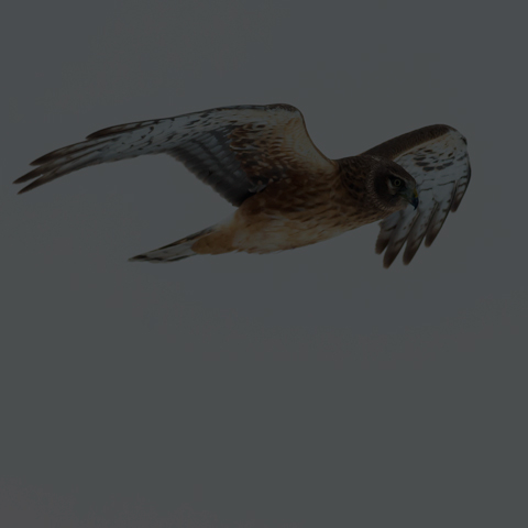 Northern Harrier