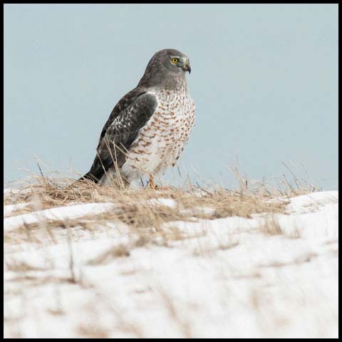Northern Harrier