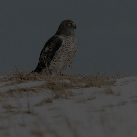 Northern Harrier