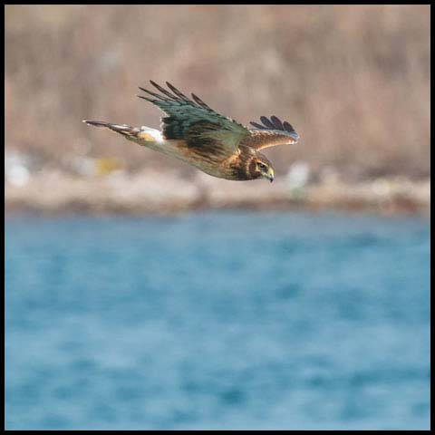 Northern Harrier