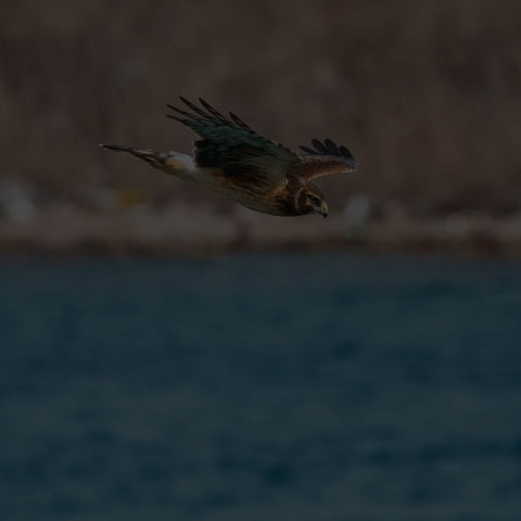 Northern Harrier