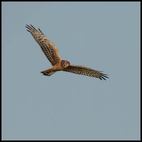 Northern Harrier