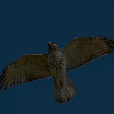 Red-shouldered Hawk