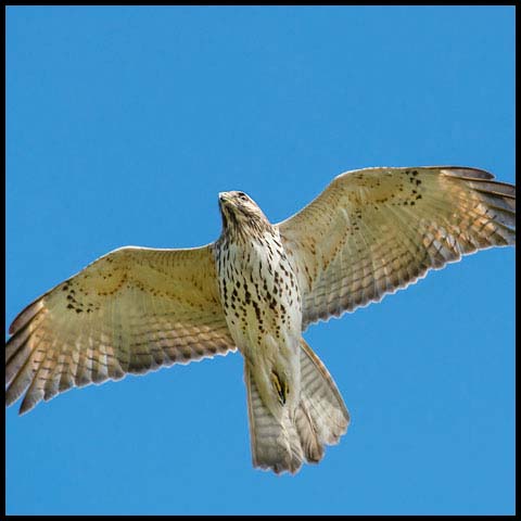 Red-shouldered Hawk