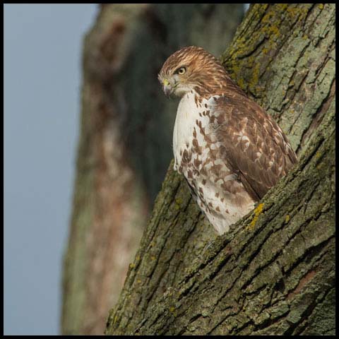 Red-tailed Hawk