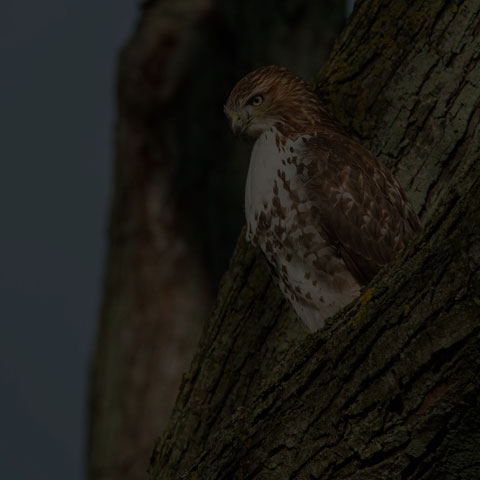 Red-tailed Hawk