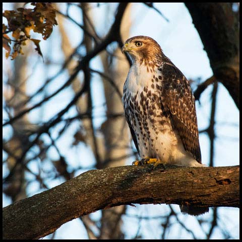 Red-tailed Hawk