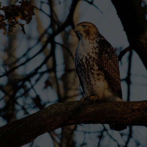 Red-tailed Hawk