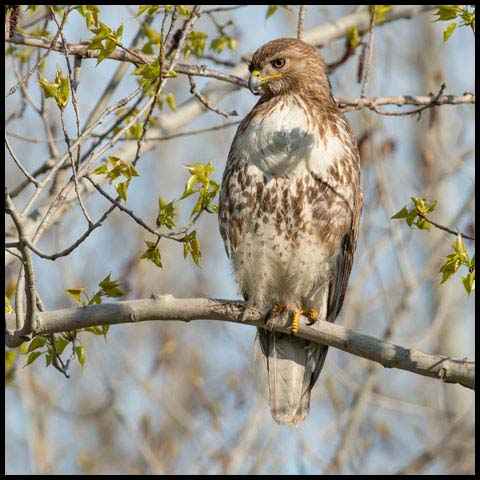 Red-tailed Hawk