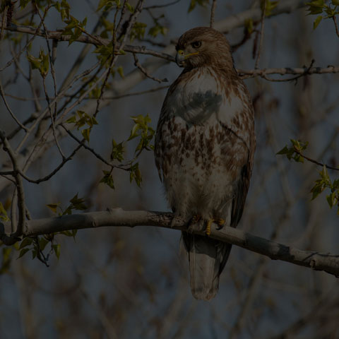 Red-tailed Hawk