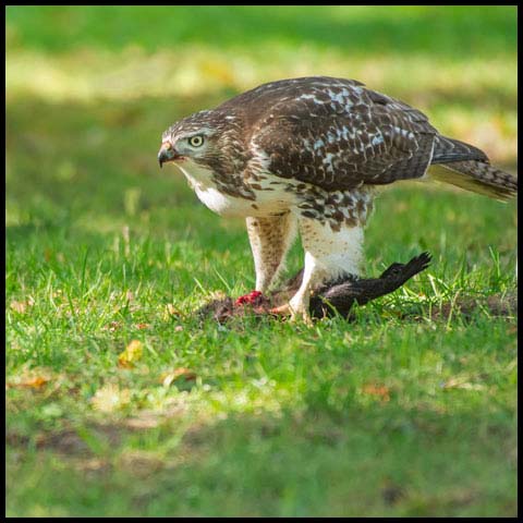 Red-tailed Hawk