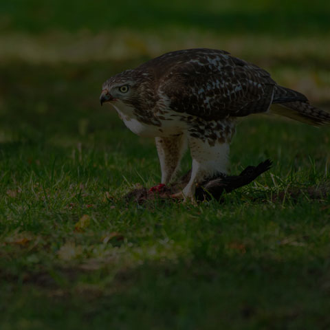 Red-tailed Hawk