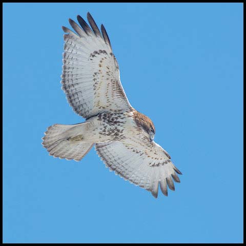 Red-tailed Hawk