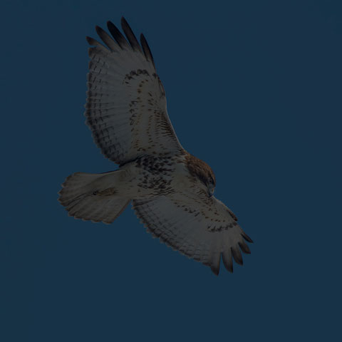 Red-tailed Hawk